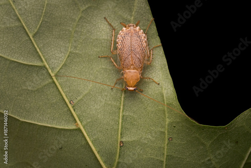 Dusky cockroach (Planuncus tingitanus) on a leaf, macro of a wild outdoor cockroach
