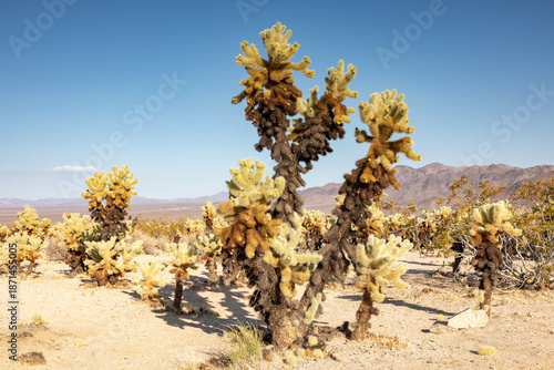 Cholla cactus garden at Joshua Tree National Park