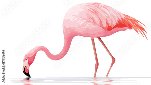 Cute Flamingo Drinking Cartoon on White Background Vector Illustration