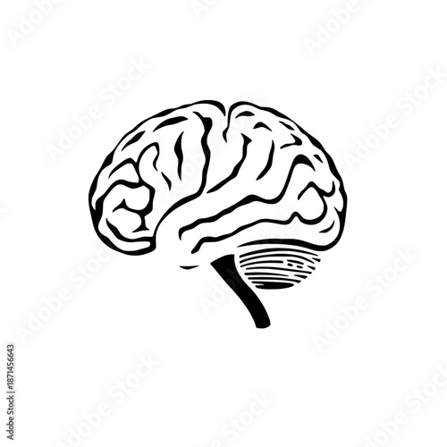 Brain Anatomy Illustration: An intricate illustration of the human brain, showcasing its complex structure and highlighting its role in thought and function.