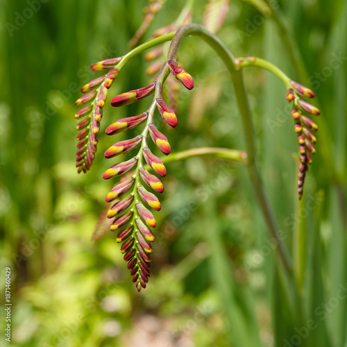Gros plan sur des bourgeons de fleurs de Crocosmia (Montbretia) rouges et jaunes dans un jardin