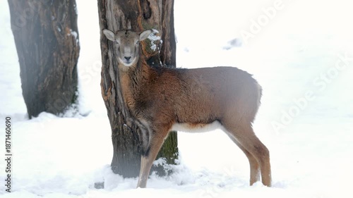 Deer In Snow, Peaceful Wild Deer With Soft Brown Fur Leaning Against Tree During Snowy Winter Morning