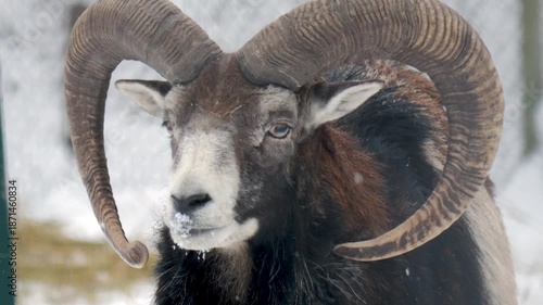 Majestic Sheep With Icy Fur Behind Fence, Stoic Mountain Ram With Frosted Horns And Calm Expression