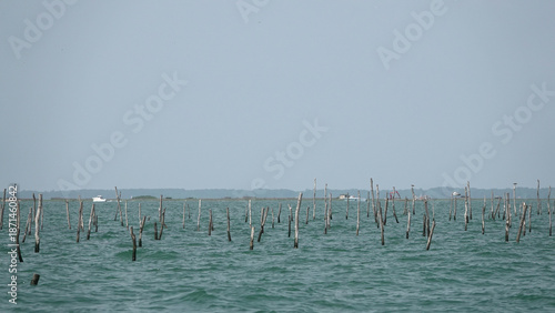 Piquets en bois marquant un parc à huîtres ou une zone de pêche dans une mer calme