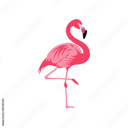 A vibrant pink flamingo standing gracefully on one leg against a clean white background