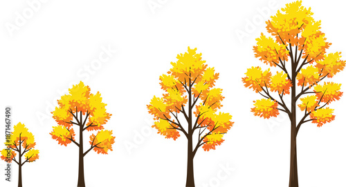 Autumn tree growth stages, colorful fall foliage, seasonal nature illustration, forest development concept, isolated trees, yellow orange leaves, botanical design