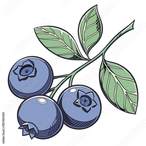 Blueberries and Leaves Illustration