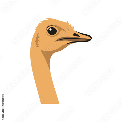 Close-up of an ostrich head showcasing its features against a plain background