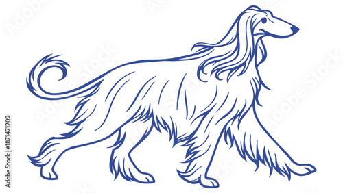 Elegant Afghan Hound Walking with Flowing Coat