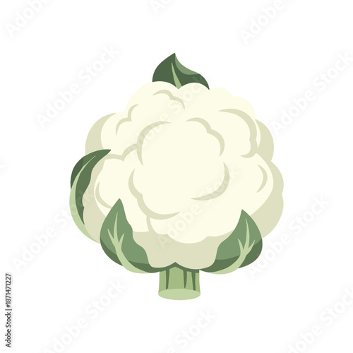 Illustration of a fresh cauliflower with green leaves, isolated on a white background for culinary use