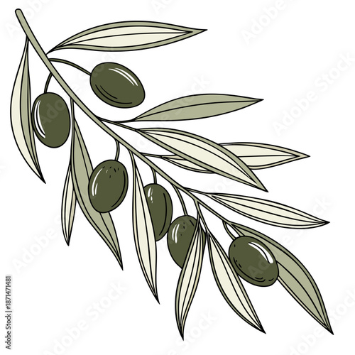 Olive Branch Illustration with Green Olives