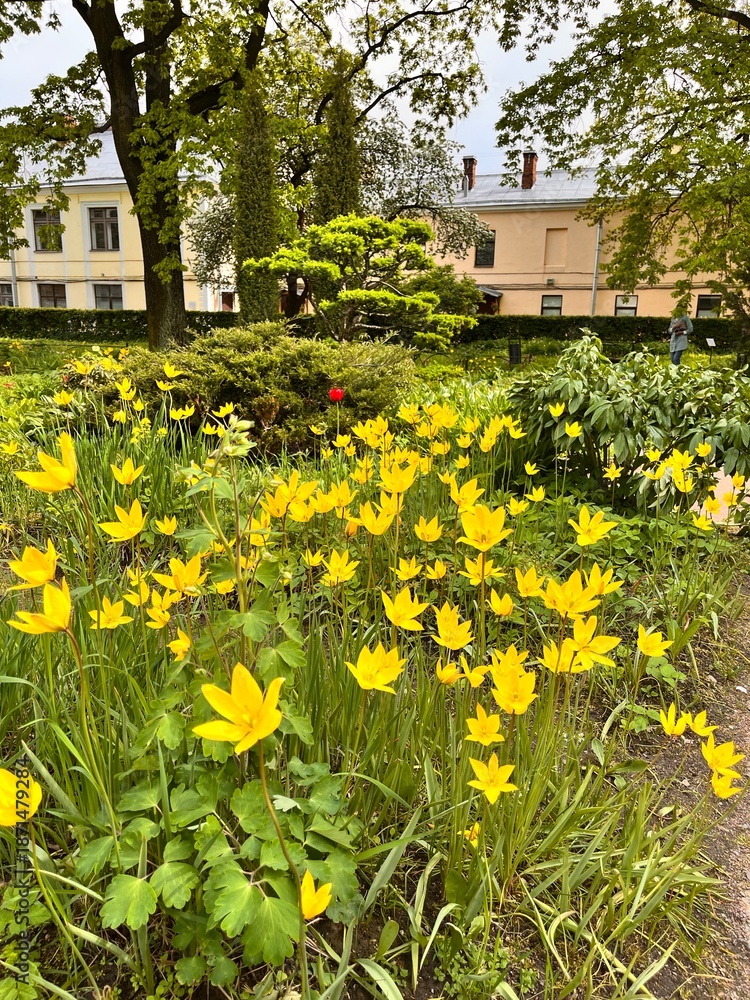 Obraz premium flowering tulipa sylvestris with beautiful yellow flowers on a spring day.first bloomers.plants for rockeries and rock gardens.Flower background.yellow tulips