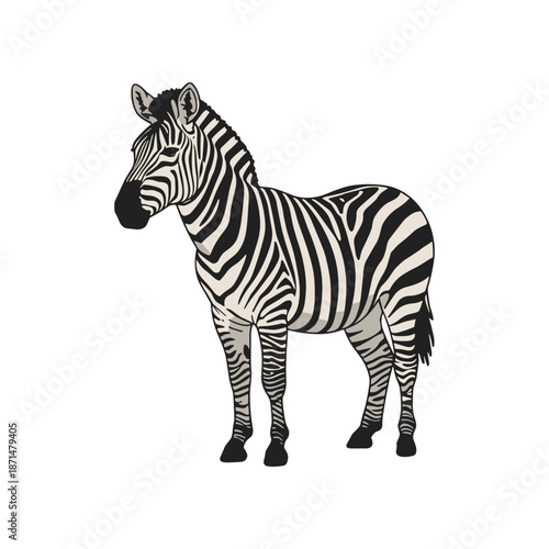 A detailed illustration of a zebra standing gracefully, showcasing its striking black and white stripes against a plain background