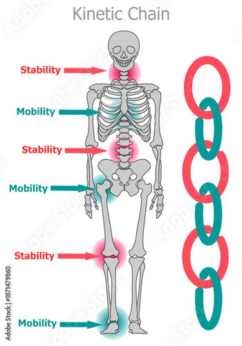 Kinetic chain of the human skeleton. Joint stability, body mobility skeletal bone division diagram. Illustration vector