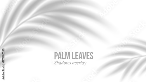 Palm leaves shadow. Transparent shadow overlay effect. Isolated on transparent background. Mockup with tropic palm branches shadow realistic blurred shade. Vector illustration