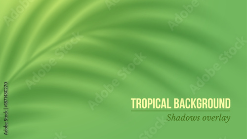 Palm leaves shadow. Transparent shadow overlay effect on green background. Mockup with tropic palm branches shadow realistic blurred shade. Vector illustration