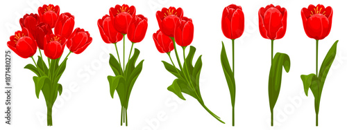 Set of red tulips with leaves. Tulips arranged in bouquets and as individual flowers. Spring and summer garden flowers. Isolated vector illustration