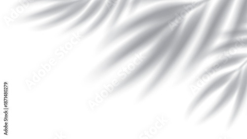 Palm leaves shadow. Transparent shadow overlay effect. Isolated on transparent background. Mockup with tropic palm branches shadow realistic blurred shade. Vector illustration