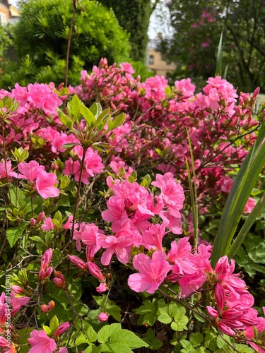 Blooming soft pink Rhododendron kiusianum,Kyushu azalea in the summer garden. native to Kyushu,Japan.family Ericaceae.hybrid dwarf bush.Flower background