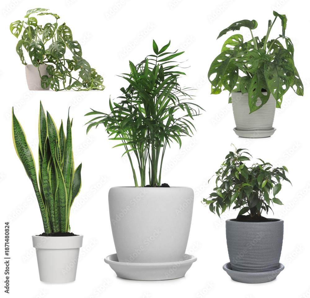 Fototapeta premium Different house plants in pots isolated on white, collection