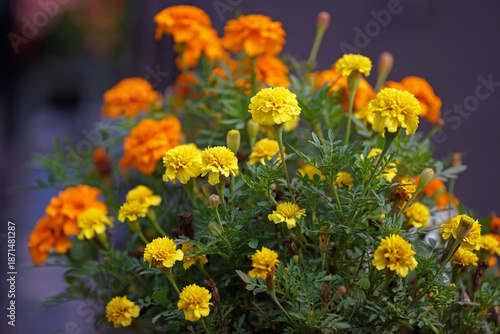 Blooming yellow Mexican Marigold flowers (Tagetes erecta) growing outdoors in summer