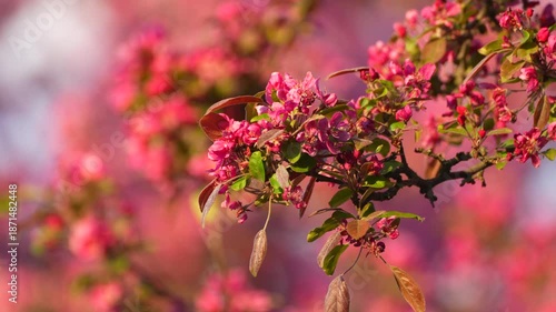 Wallpaper Mural pink flowering tree in spring Torontodigital.ca