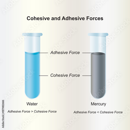 Adhesion - cohesion. Concave and convex meniscus. Vector illustration of water adhesion and adhesion.