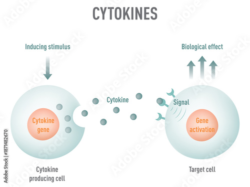 Cytokine Signaling Pathway: Educational Medical Diagram