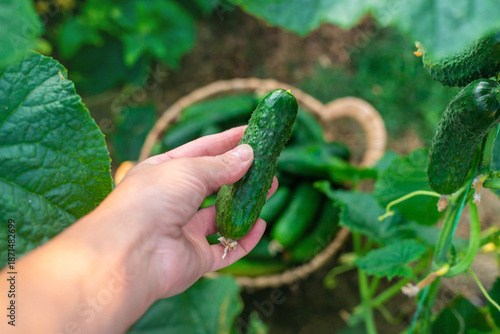 A farmer holds a cucumber harvest in his hands. Selective focus.