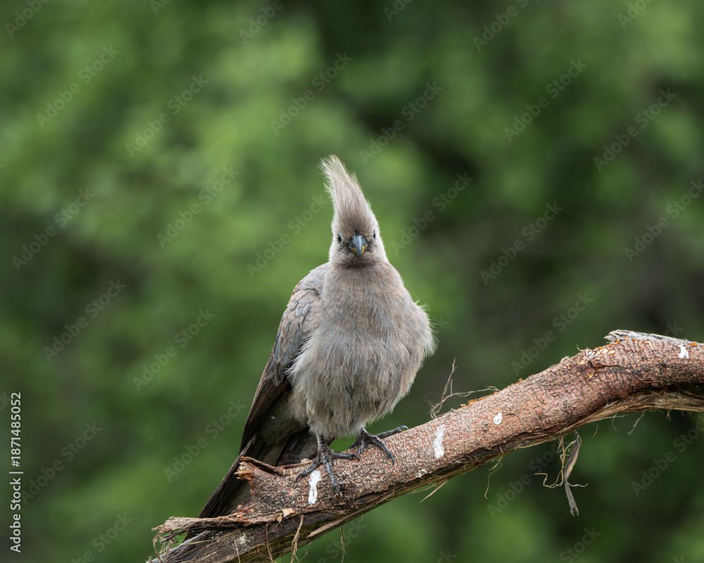 Obraz premium Grey go away bird resting on a tree branch with soft green background in natural African bushveld. This distinctive crested bird is also known as grey lourie and is commonly found in southern Africa