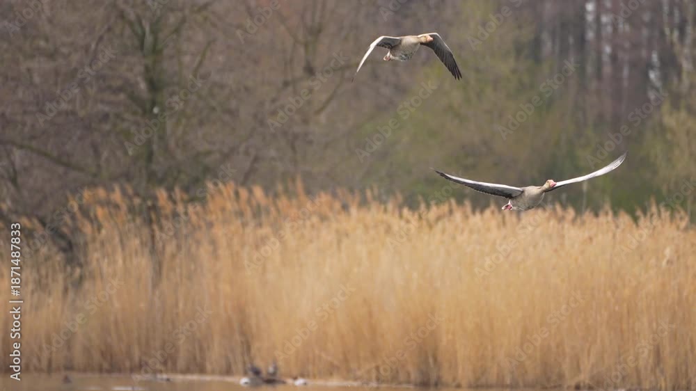 custom made wallpaper toronto digitaltwo wild geese fly over a pond with birds