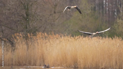 Wallpaper Mural two wild geese fly over a pond with birds Torontodigital.ca