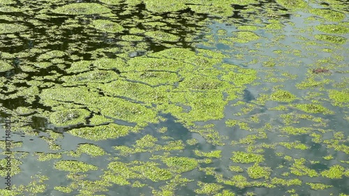 A freshwater eutrophic lake with a thick layer of floating algae on the water surface — duckweed Lemna and Wolffia