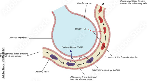 Photos Oxygen Carbon Dioxide Alveolar Gas Exchange Diagram
