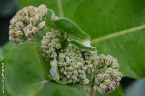 Close-Up View of Developing Milkweed (Asclepias) Flower Bud Clusters Nestled Among Broad Green Leaves, Highlighting Early-Stage Inflorescence Growth in a Lush Garden Setting