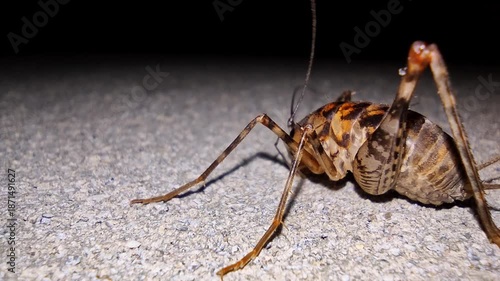 Night insect detailed, Close view of desert cricket, Urban basement scene with cricket closeup, Dark urban environment featuring detailed closeup of camel cricket with dramatic shadows