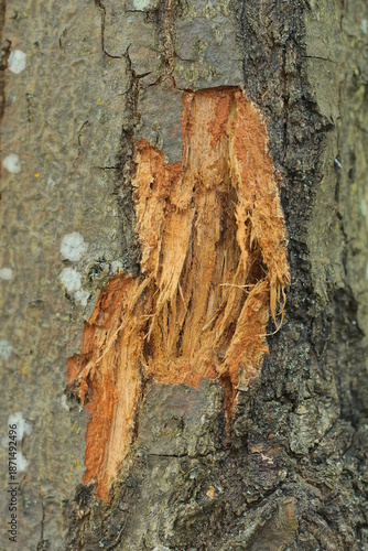 brown gray wooden texture of pieces of bark with a cut on a poplar tree