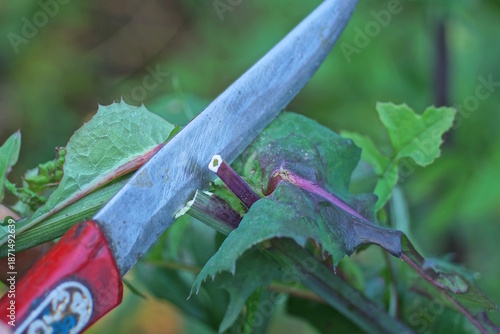 One grey iron knife blade cuts a green stem with leaves of a wild plant in a summer garden