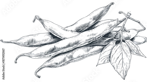 Elegant Beans Vector Art and Illustration with Outline