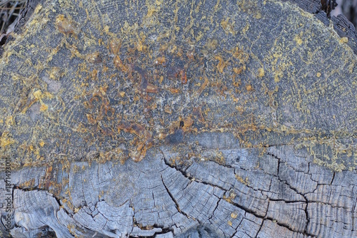 gray brown wood texture from cut on a dry wood log