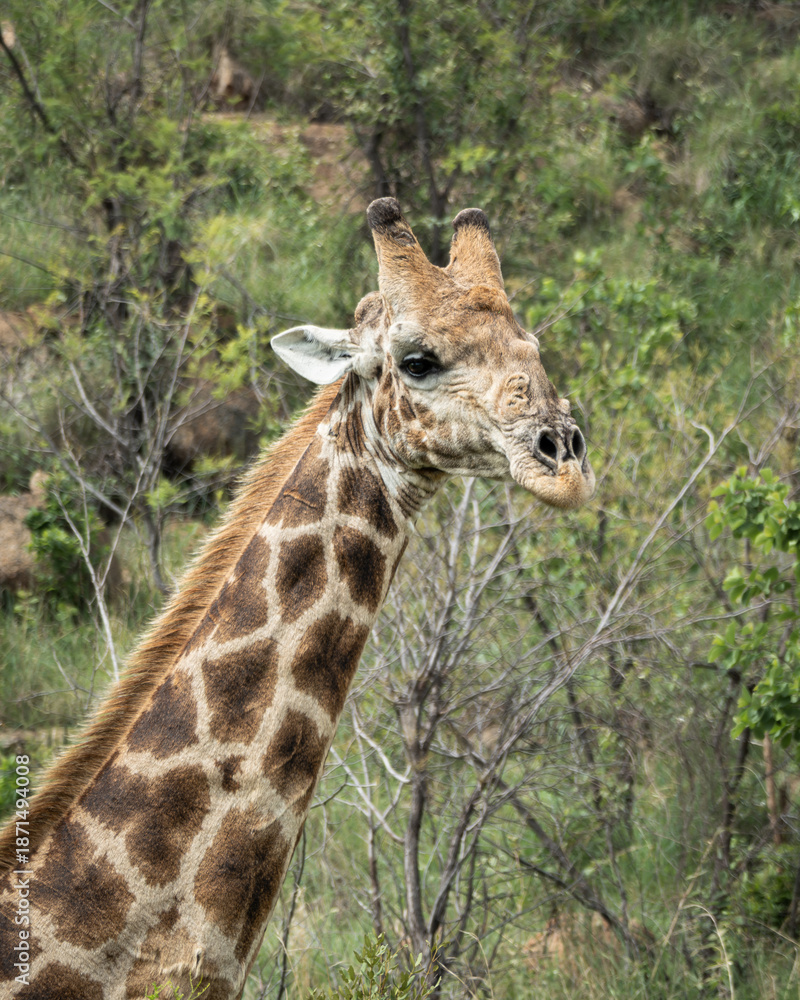 Obraz premium Portrait of a giraffe in the wild surrounded by green vegetation and dry branches in a natural savanna environment. Ideal for themes related to wildlife conservation, African safari, exotic animals