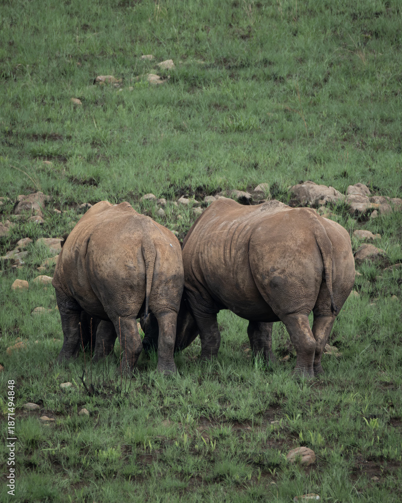 Fototapeta premium White rhinoceros standing calmly in lush green savanna vegetation in an African wildlife reserve. The image highlights the massive body, thick folded skin and distinctive horn of this iconic