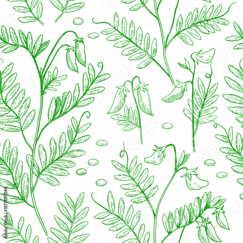 Seamless pattern with lentil plants, pods and beans. Hand-drawn detailed monochrome vector illustration.