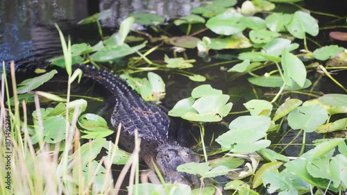 American alligator swimming through shallow water in the Everglades