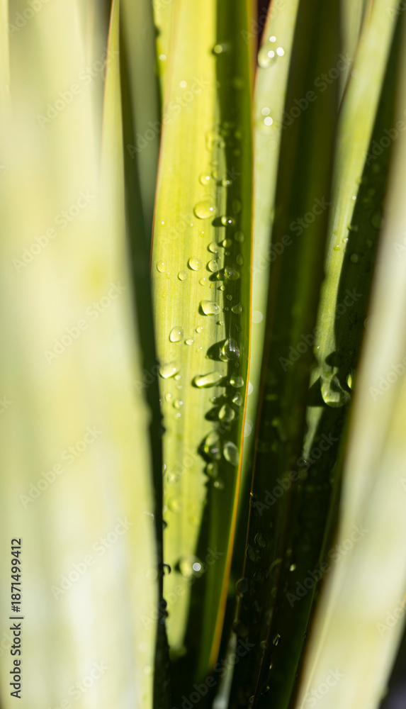 Fototapeta premium Green plant leaves with water drops reflecting light