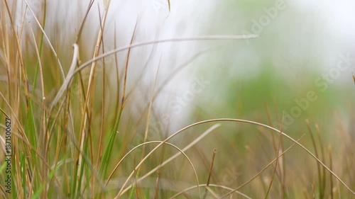 Wallpaper Mural yellow and green grass in the morning Torontodigital.ca
