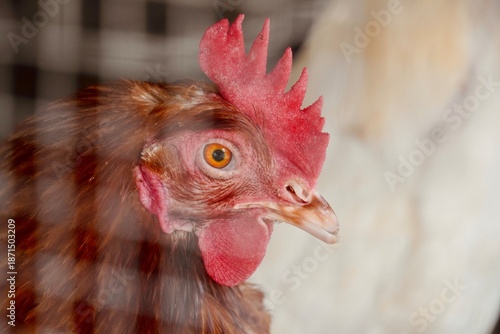 Detailed side portrait of a brown laying hen inside a wire enclosure or cage