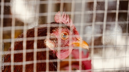 Detailed side portrait of a brown laying hen inside a wire enclosure or cage