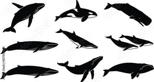 Set of marine mammal silhouettes featuring whale species like humpback orca and blue whale for ocean conservation and aquatic life illustrations.