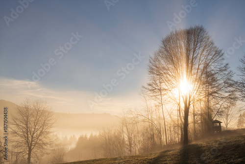 Fotografija Low winter sun shining through bare trees over a frosty meadow